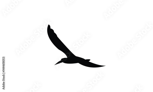 Flying African skimmer bird Silhouette Design  And Vector Illustration. 