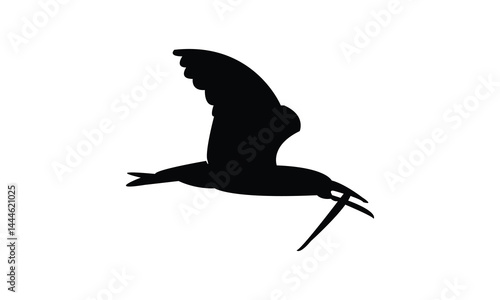 Flying African skimmer bird Silhouette Design  And Vector Illustration. 