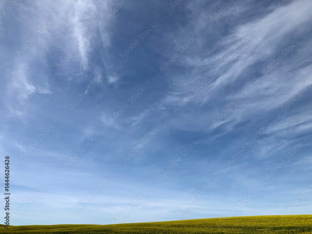 view of a blooming yellow rapeseed field against a high blue sky