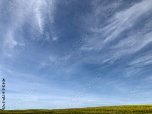 Obraz na płótnie view of a blooming yellow rapeseed field against a high blue sky w salonie