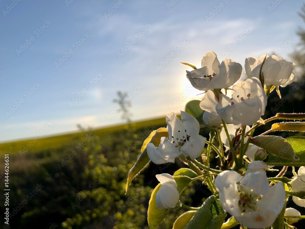 close up photo of blooming apple tree in garden at golden hour of sunset