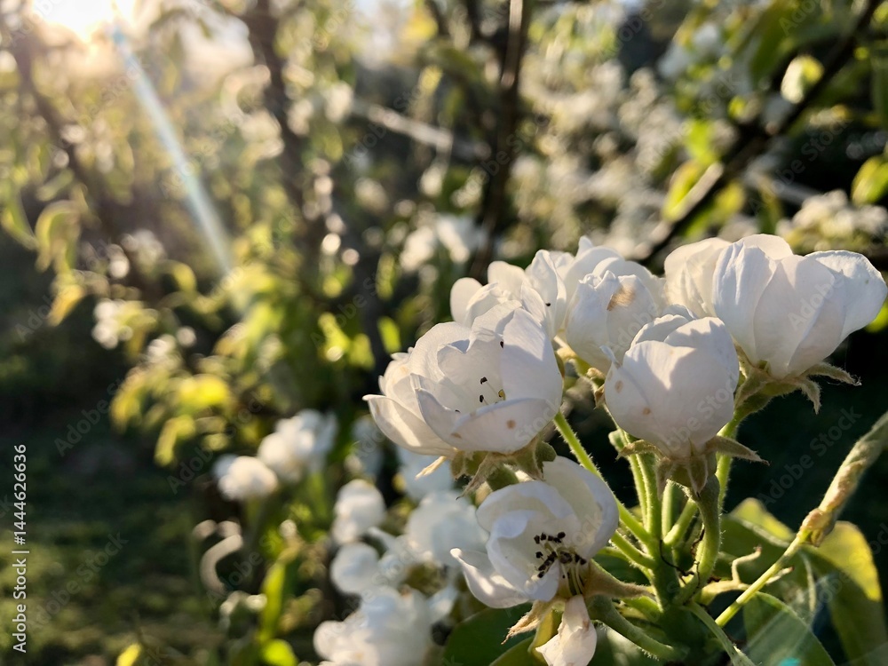 close up photo of blooming apple tree in garden at golden hour of sunset