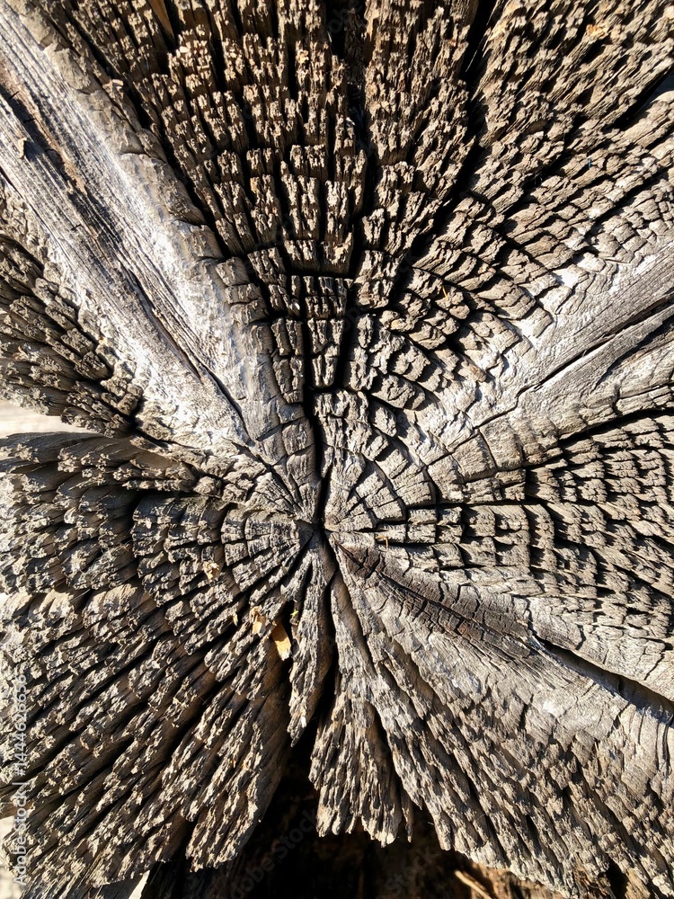 old dry and cracked cross-section of a tree, tree cut, log