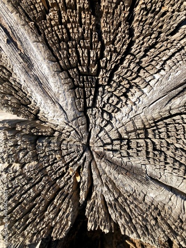 Obraz na płótnie old dry and cracked cross-section of a tree, tree cut, log w salonie