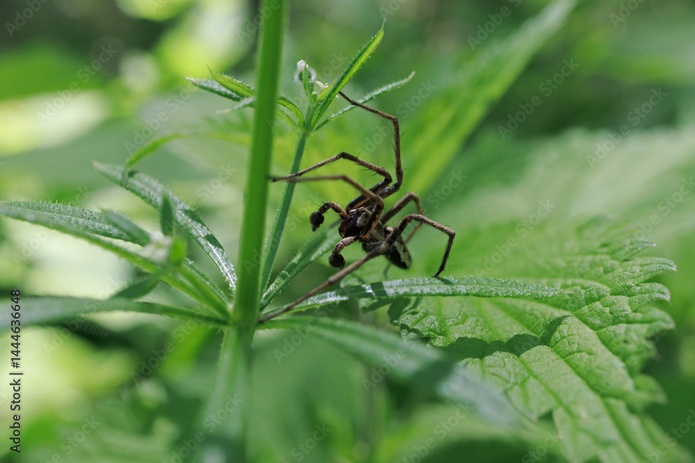 Spider web close up detail posed leaf paws claws