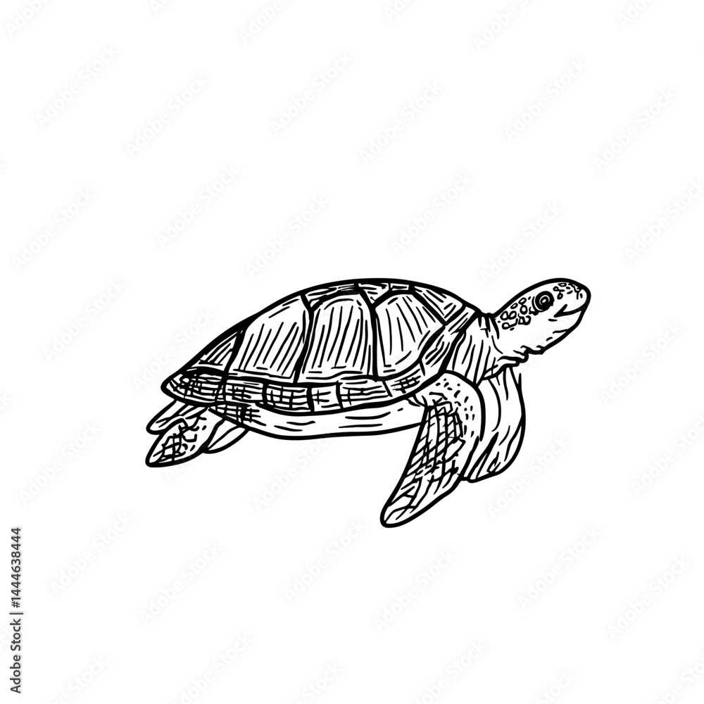 Fototapeta premium Vector illustration of graceful turtle swimming, ideal for nature, marine life, or conservation themes. Perfect for educational materials, articles, and decoration.