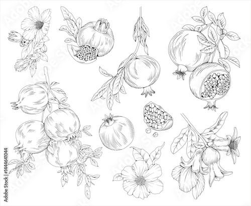 Collection of pomegranate fruit, branches, flowers and decorative frames, hand drawn botanical line drawing, vector floral line art illustration for wedding, logo, advertising, packaging