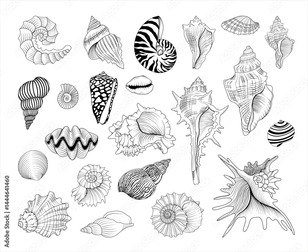 Photos Set of vector hand drawn seashell illustrations, line drawing sea animal collect