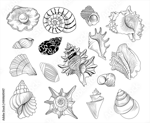 Set of vector hand drawn seashell illustrations, line drawing sea animal collection	