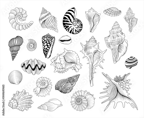 Set of vector hand drawn seashell illustrations, line drawing sea animal collection	