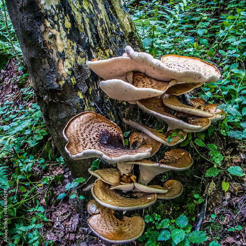 Billede på lærred Large bracket fungi on tree trunk