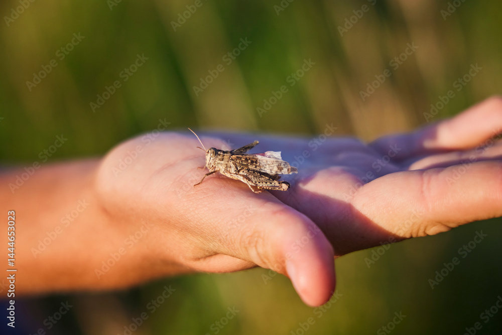 Obraz premium A large grasshopper on a man's hand. The unity of man and nature