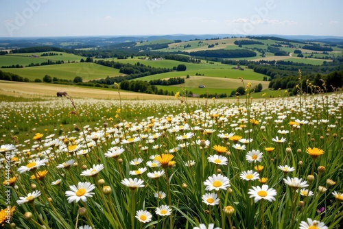Obraz na płótnie panoramic pastoral landscape of a field of daisies in rolling countryside hills, sunny spring or summer view. w salonie