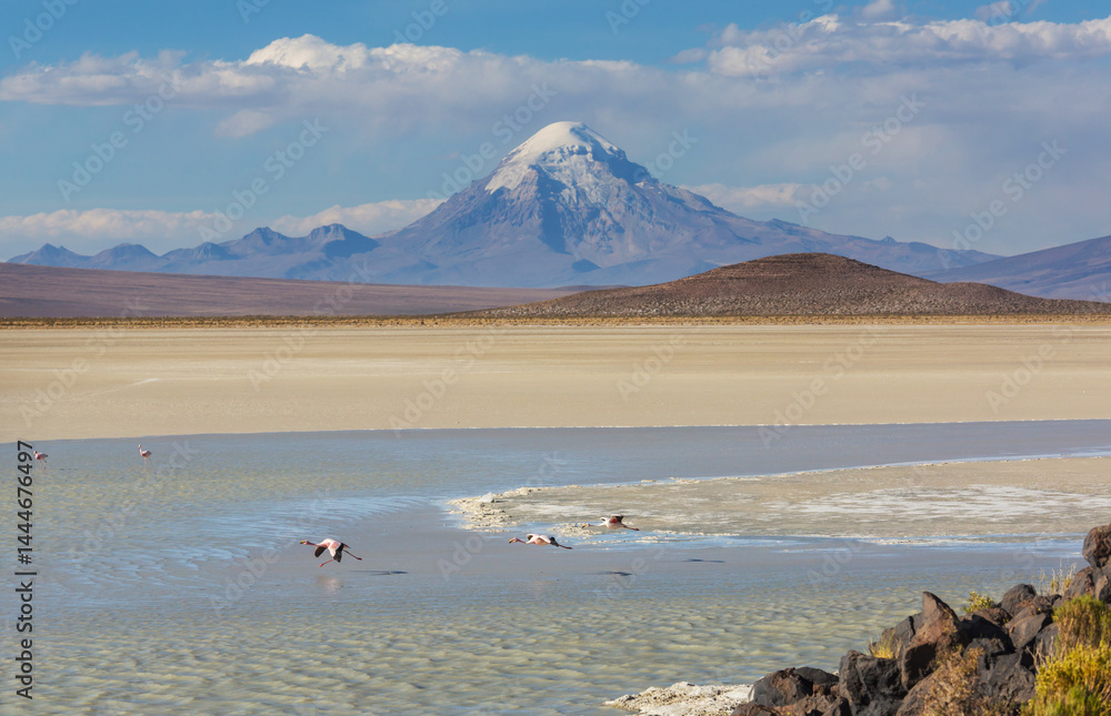 Flamingo in Bolivia