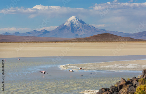 Obraz na płótnie Flamingo in Bolivia w salonie