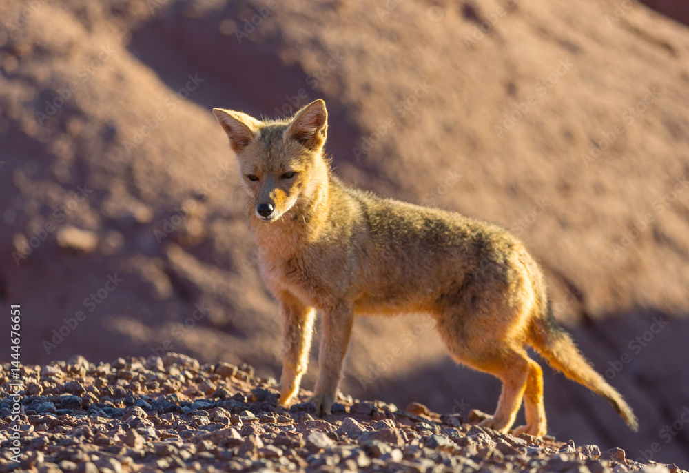 Fox in Patagonia