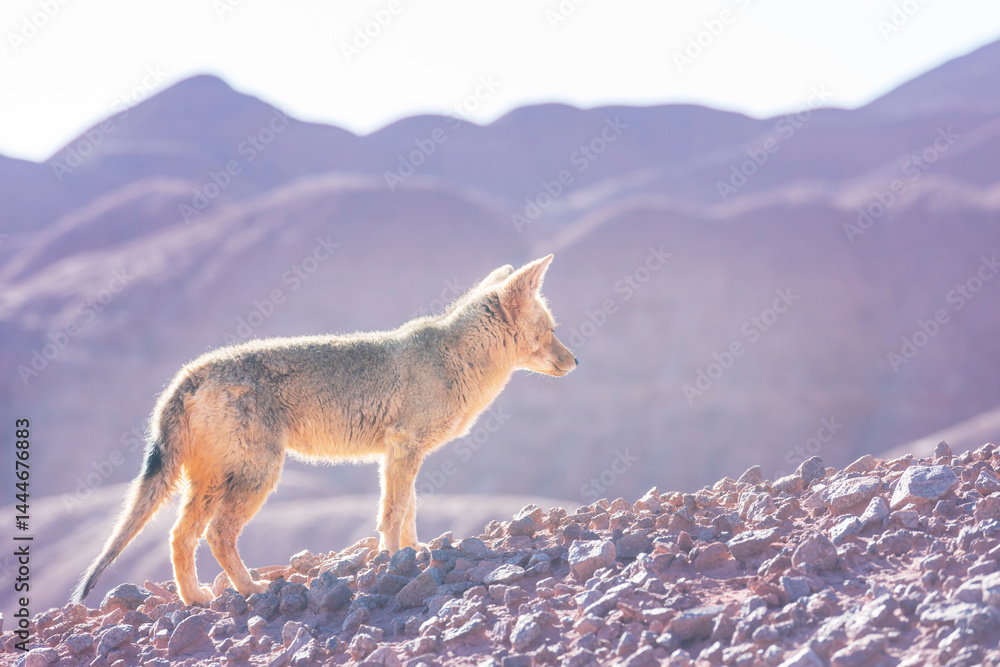 Fox in Patagonia