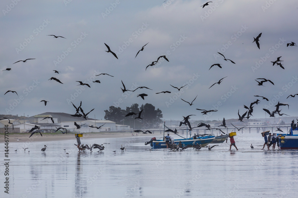 Frigatebirds