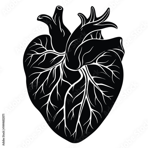 Anatomical Human Heart Isolated On White Background, Monochrome Outline Style Medical Art