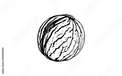 black and white vector illustration of Black walnut fruit, round and firm with slightly textured skin, thick black outlines on a white background.
