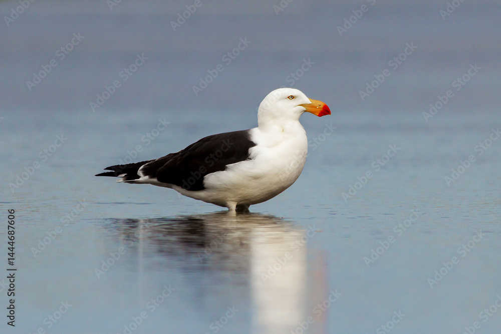 Pacific Gull - Larus pacificus - standing in calm water - side profile Pacific Gull - Larus pacificus - standing in calm water - side profile