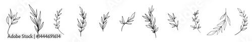 Leaves linear, brunches, botanical set. Leaf decor. Outline hand drawn nature elements. Vector illustration