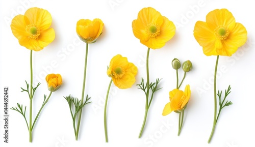 Wallpaper Mural Bright Yellow Flowers in Full Bloom on White Background Torontodigital.ca