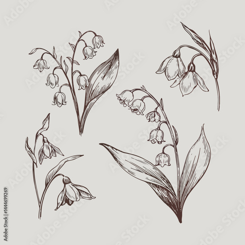 Botanical garden element collection and Hand drawn flat design snowdrop