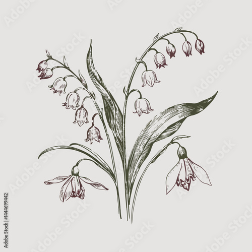 Botanical garden element collection and Hand drawn flat design snowdrop