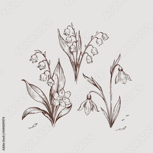 Botanical garden element collection and Hand drawn flat design snowdrop