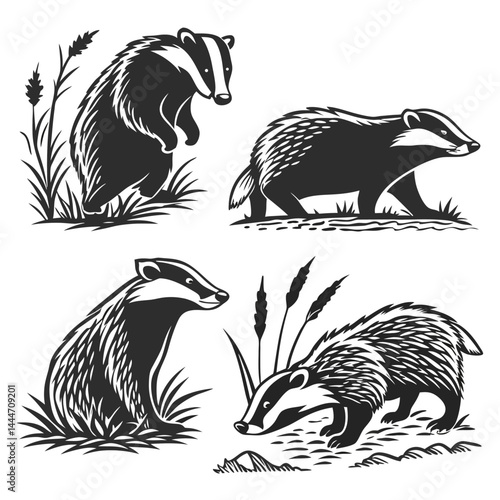 Black & White Badger Silhouettes Walking, Standing, and Foraging in Grass, Wildlife