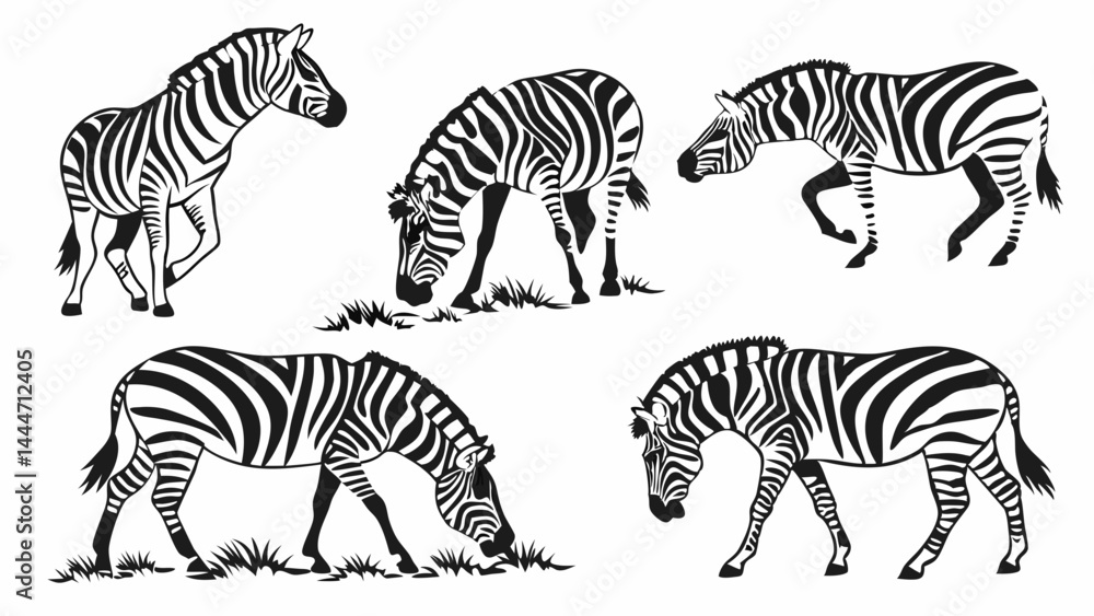 Fototapeta premium Detailed Black and White Zebra Illustrations Set Five Wildlife Animal Drawings Various Poses