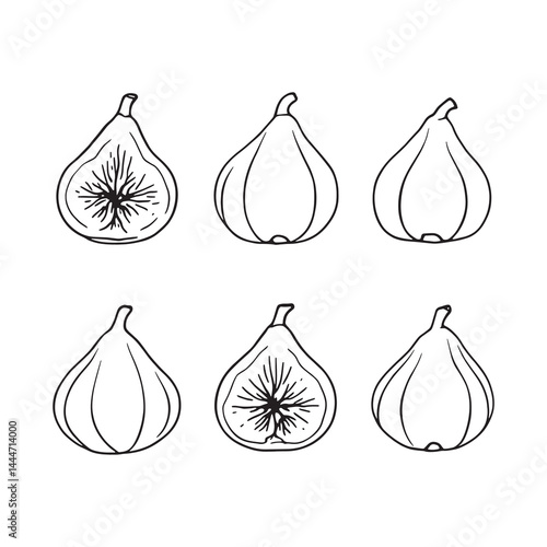 elegant fig line drawing vector for print and web use