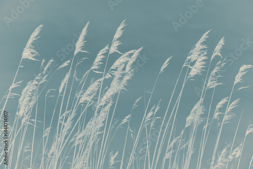 Reed in the wind. Wetland grass in front of subtle muted blue background. Unique artistic inversion, minimalist home interior background.