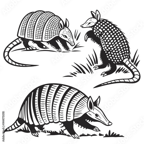 Photography Armadillo | Group of Mammals in Black and White | Wild Animals Isolated