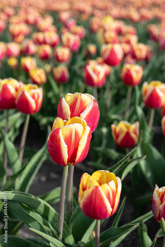 Close-up of yellow and red tulips growing in a tulip field
