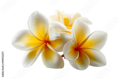 Close-up nature photography of flower arrangements