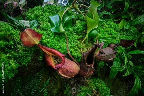 Singapore - August 13, 2024: Tropical Nepenthes rajah carnivorous pitcher plant, Plants are predators. Insect Catcher Plant