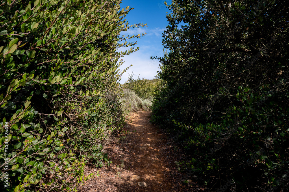 Dirt trails and tall greenery during Springtime