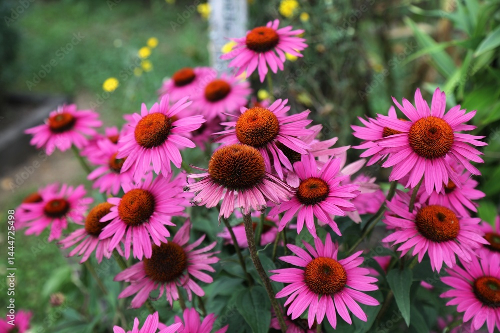 Echinacea medicinal plant
