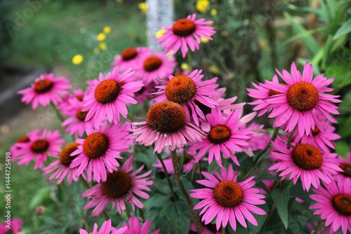 Echinacea medicinal plant