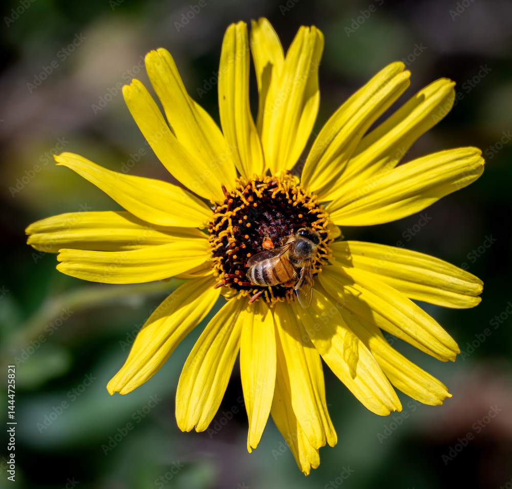 Close-up of bumble bee and flower during Springtime