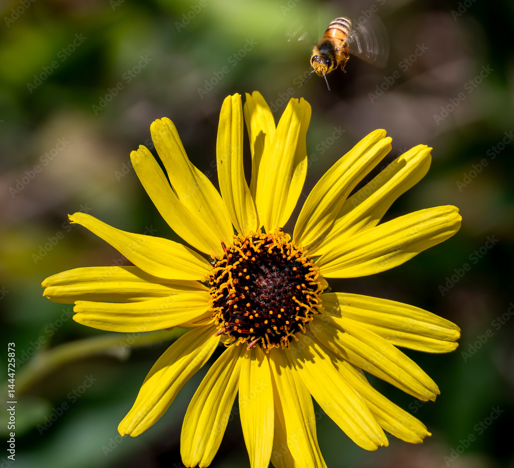 Close-up of bumble bee and flower during Springtime