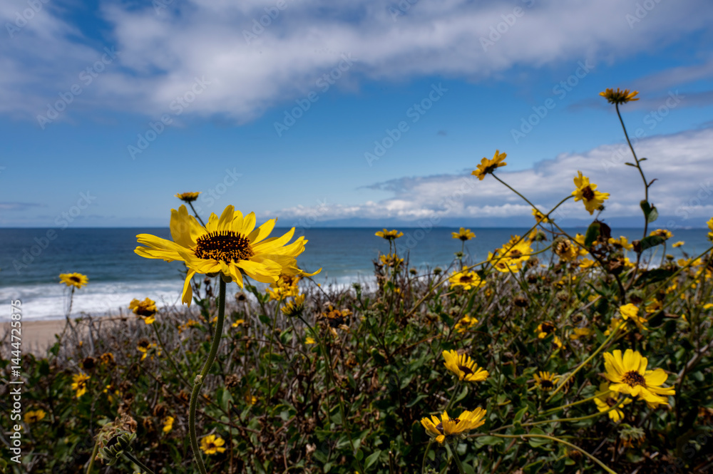 Yellow Springtime flowers with blue water and beach background