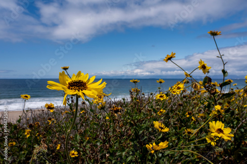 Obraz na płótnie Yellow Springtime flowers with blue water and beach background w salonie