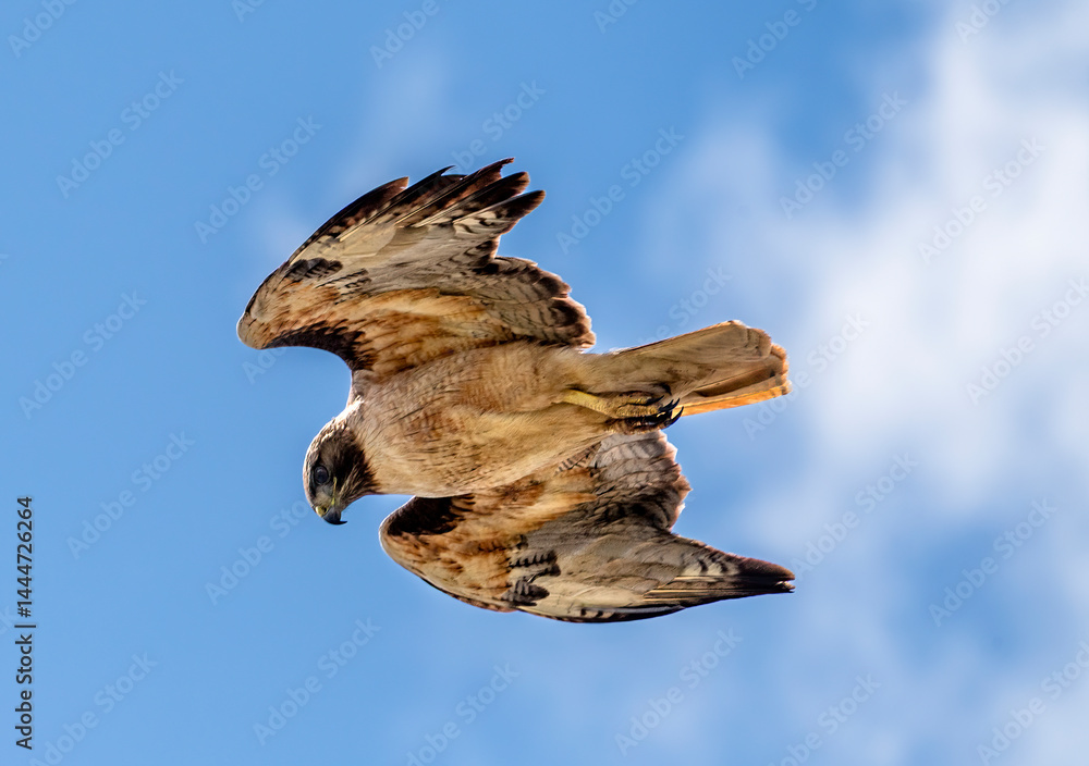 Red tailed hawk looks down from the sky in search of prey