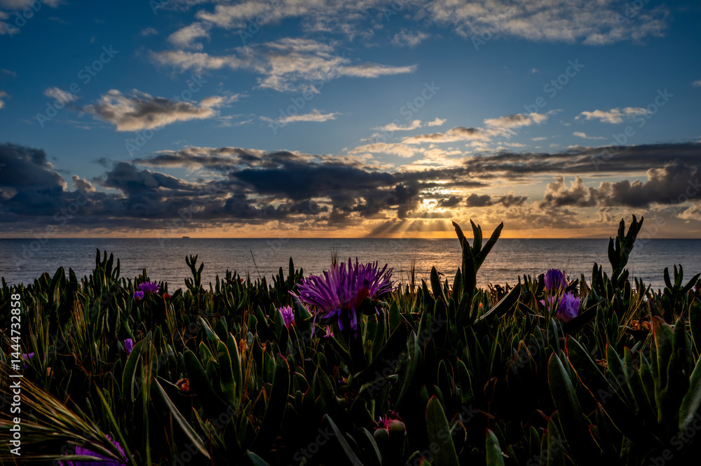 Violet beach flower in a bed of ice plant sits with a background of ocean and dramatic sky with sunrays