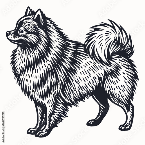 Spitz Dog Illustration, Black Ink Sketch, Purebred Canine Art, White Background