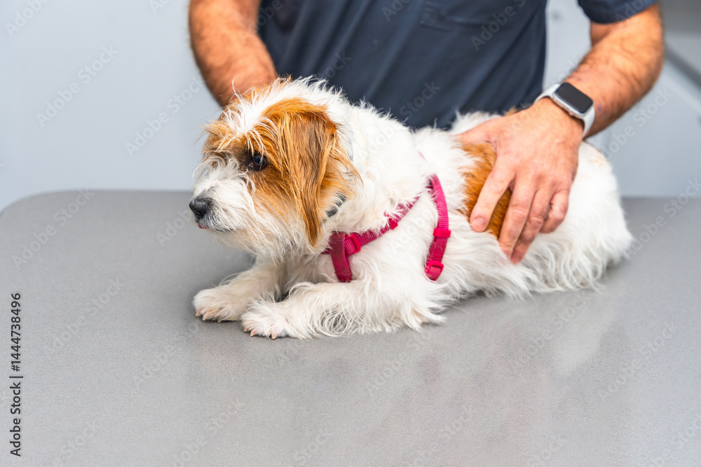 Veterinarian examining a jack russell terrier on a metal table