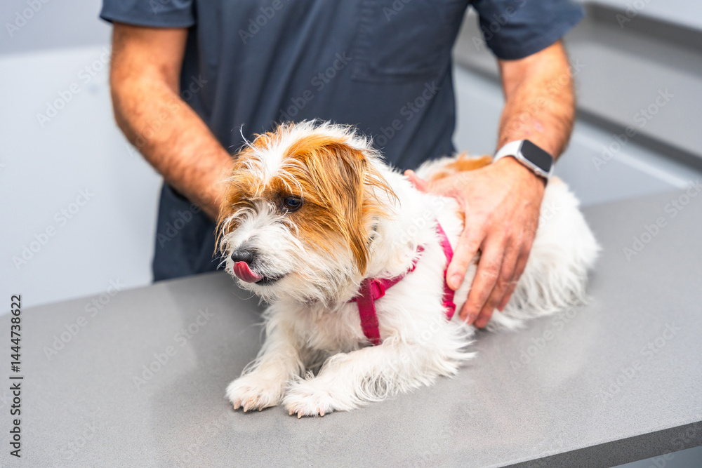 Veterinarian examining a jack russell terrier on the table